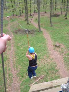 Flying Fox fox
